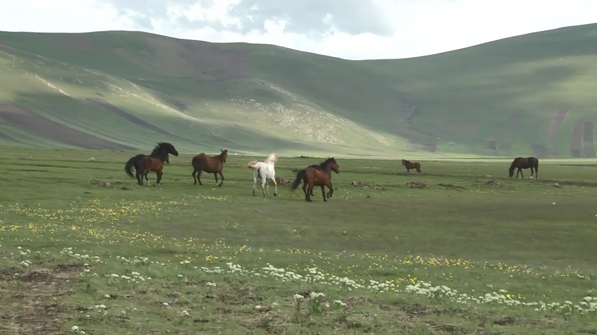 Kars’ta Özgürlüğün Simgesi: Yılkı Atları Doğal Ortamlarında Görüntülendi