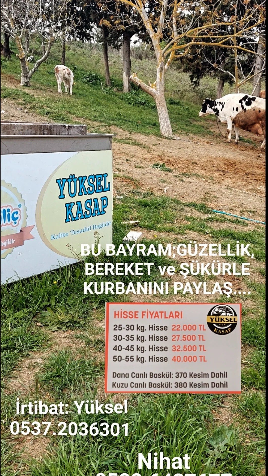 Kurban Satışları Devam Ediyor: Vatandaşlar Kurbanlarını Görerek Seçiyor