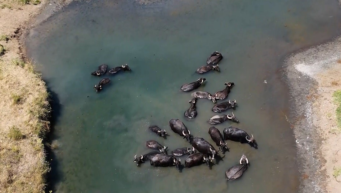 Erzincan’da Hayvanların Su Keyfi: Serengeti’yi Aratmıyor