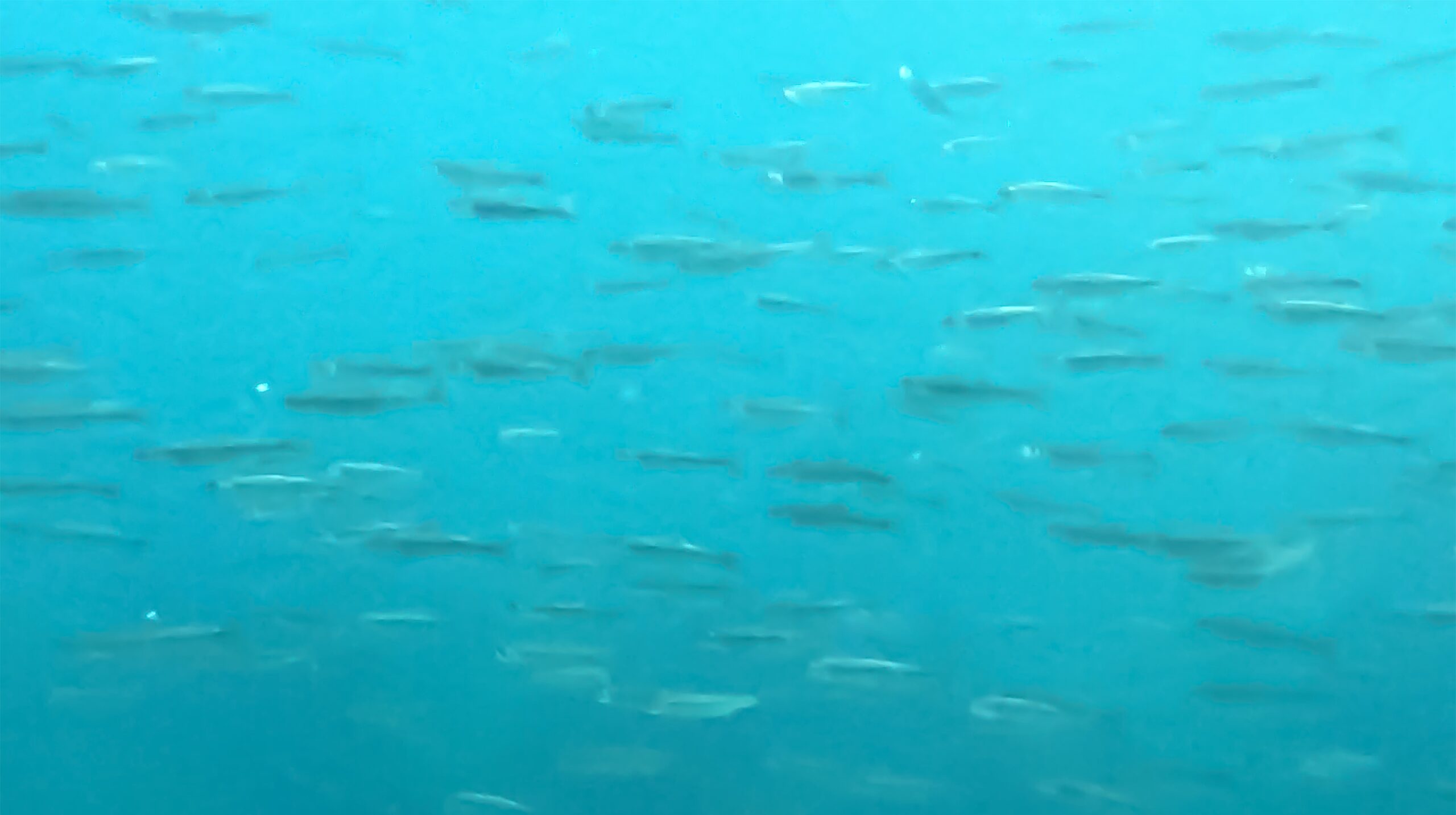 Van Gölü’nün Sualtı Güzellikleri Görsel Şölene Dönüşüyor