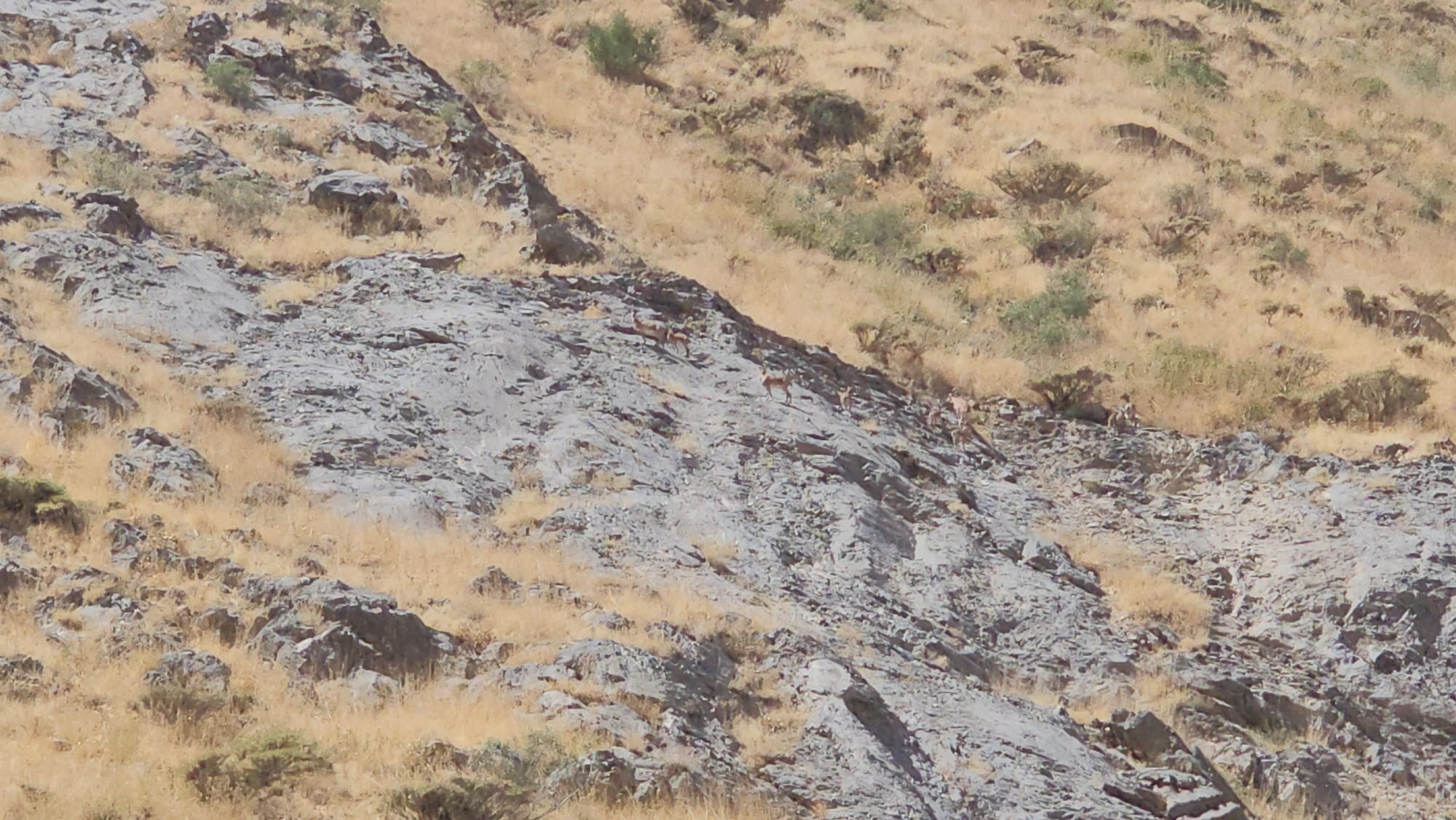 Türkiye’nin En Yüksek Üçüncü Zirvesi Cilo Dağı’nda Nadir Dağ Keçileri Görüntülendi