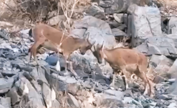 Bitlis ve Hakkari’de Yaban Hayatı Canlılığı Kamerada