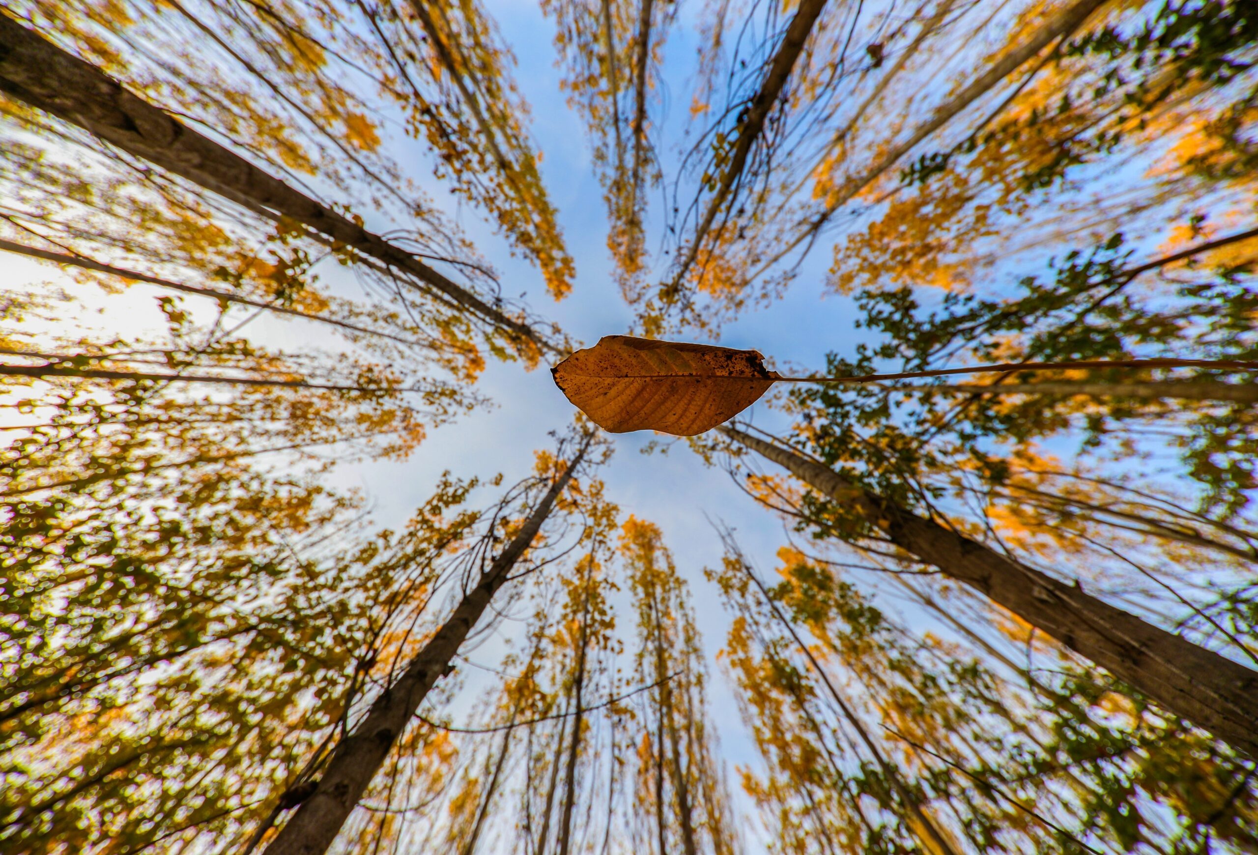 Munzur ve Keşiş Dağları Sonbaharda Renk Cümbüşüne Büründü
