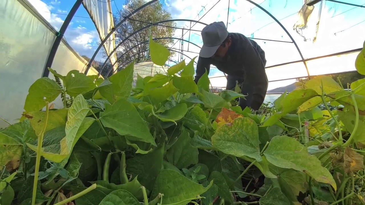 Erzurum’un “Beyaz Altını” İspir Fasulyesi Dünya Mutfaklarında Gözde Ürün Oldu