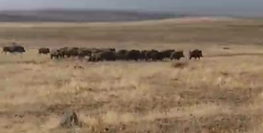 Muş’ta Malazgirt’te Dev Yaban Domuzu Sürüsü Görüntülendi