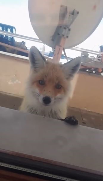 Sahara Geçidi’nde Tilki Karayolları Bakımevine Sığındı