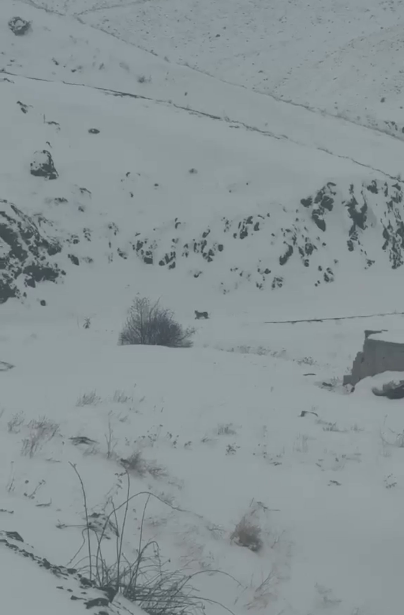Yoğun Kar Vaşakları Köye İndirdi