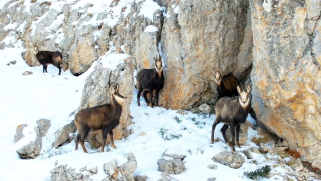 Munzur Dağları’nda Kış Manzarası: Nesli Tehlike Altındaki Şamualar Havadan Görüntülendi
