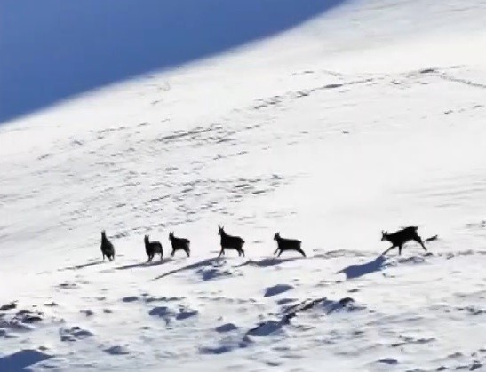 Munzur Dağları’nda Kar ve Şamua Büyüsü: Yaban Hayatı Drone ile Görüntülendi