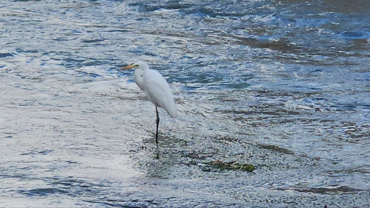 Darende Tohma Çayı’nda Balıkçıl Kuşu İlgi Odağı Oldu