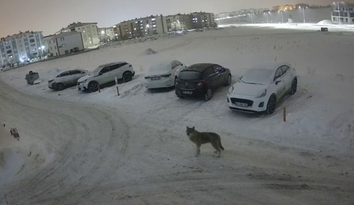 Erzurum’da Kurt Şehir Merkezine İndi, O Anlar Kamerada
