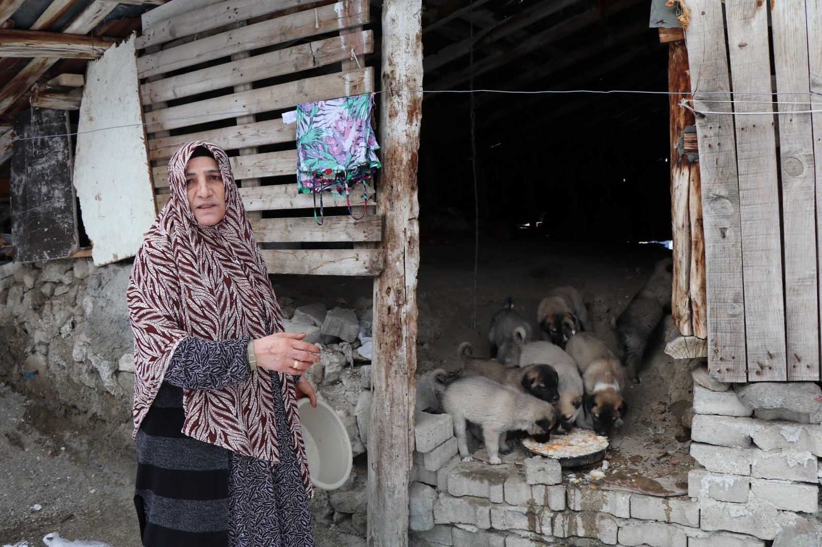 Oltu’da Sokak Köpeği 10 Yavrusu ile Zor Durumda
