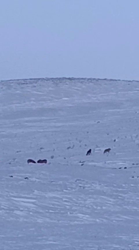Aç Kalan Kurtlar Karayazı’da Yerleşim Alanına İndi: Yavru Köpek Telef Oldu