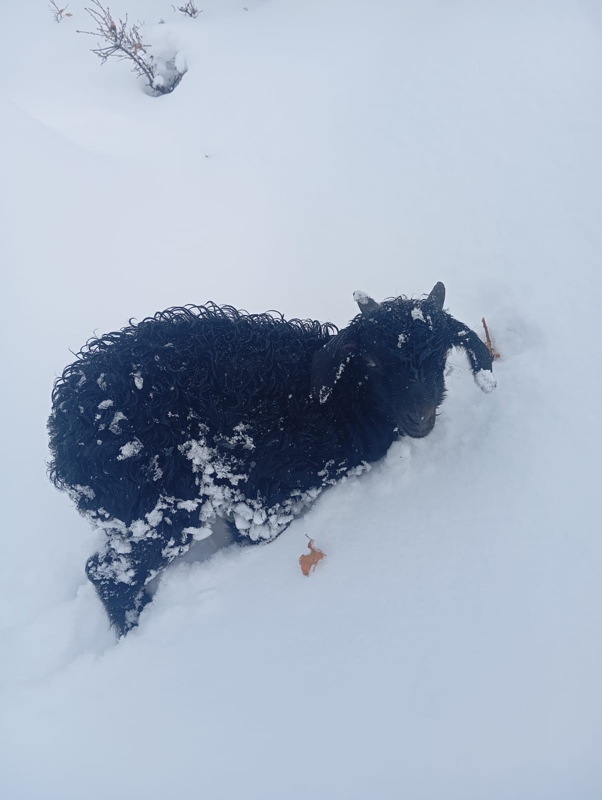 “Fırtınayı Göze Aldı, 3 Gün Sonra Kuzuyu Kurtardı”