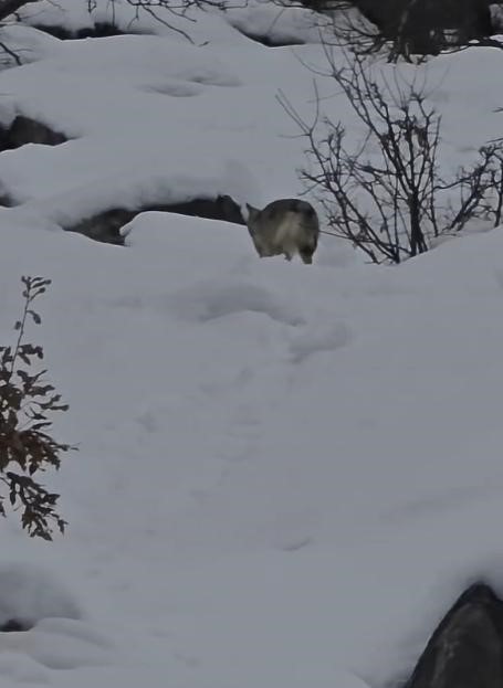 Tunceli Pülümür Vadisi’nde Kurt Görüntülendi