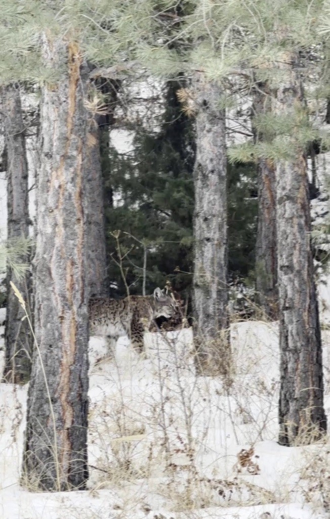 Erzurum Şenkaya’da Nesli Tehdit Altındaki Vaşak Görüntülendi