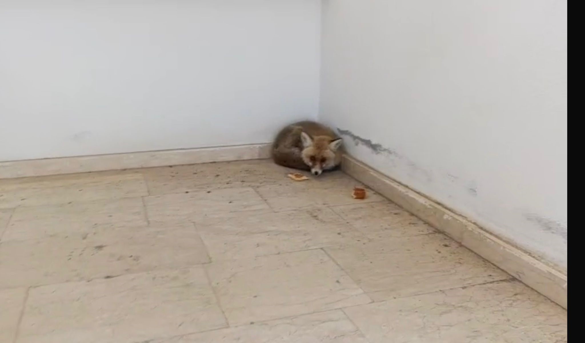 “Tilki, Elazığ’daki Okula Girdi: Öğrenciler Uzak Tutuldu”