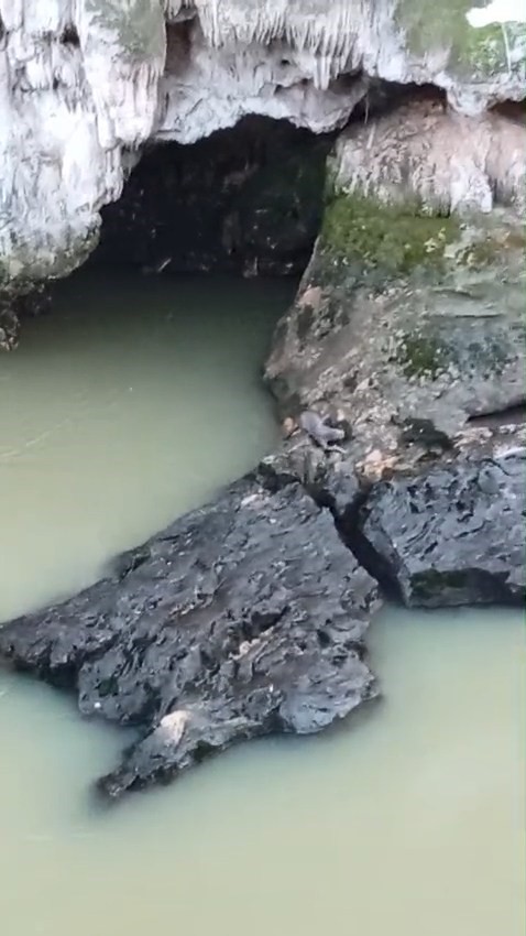 Doğa Canlı: Karakoçan’da Su Samuru Balık Avladı