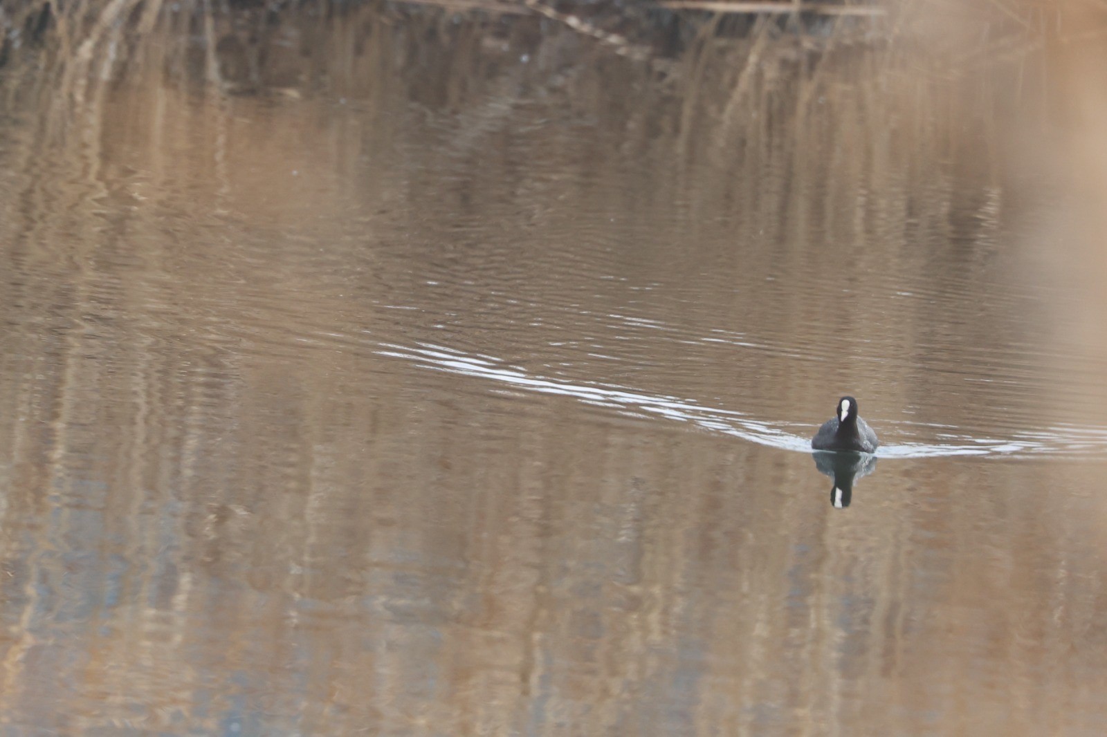 Karasu Sulak Alanı’nda 200’ün Üzerinde Kuş Türü Tespit Edildi