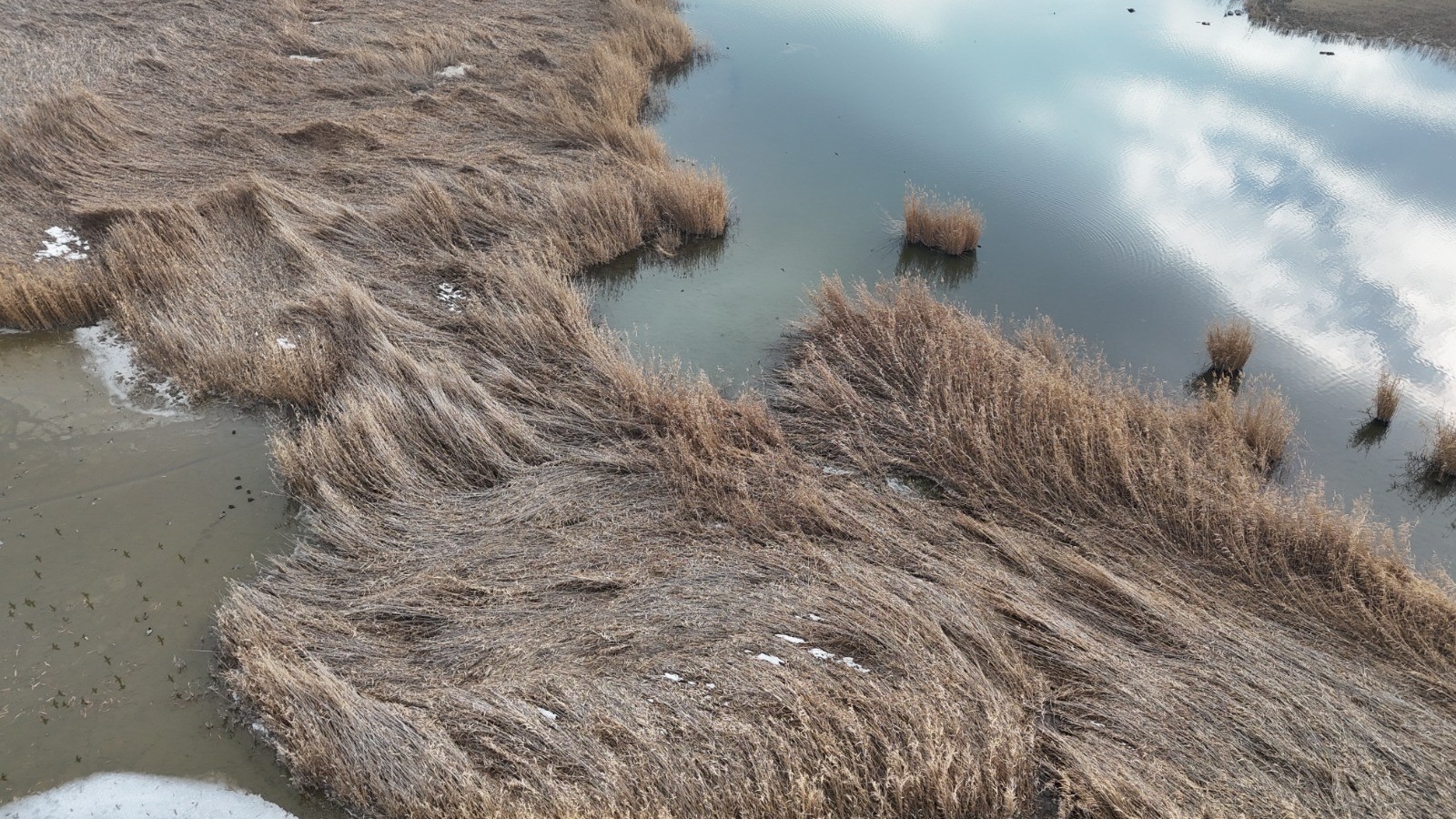 Karasu Sulak Alanı’nda 200’ün Üzerinde Kuş Türü Tespit Edildi