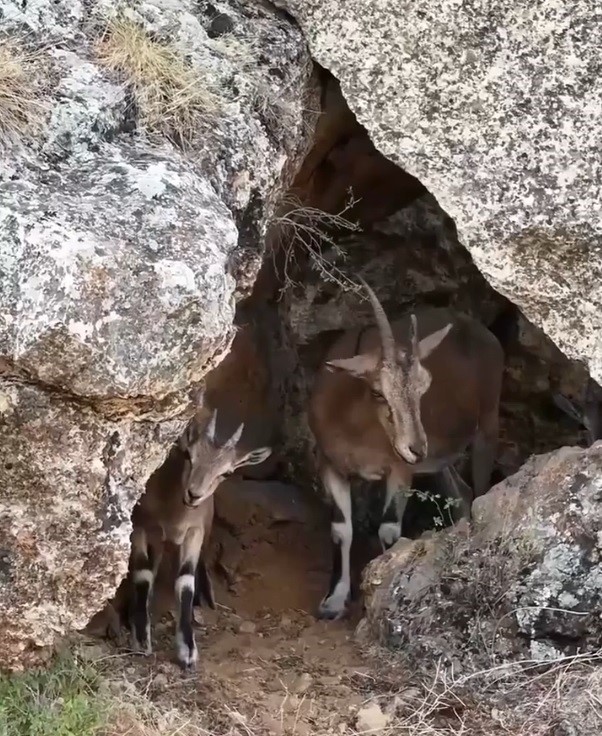 Erzincan’da Koruma Altındaki Dağ Keçileri Drone ile Görüntülendi