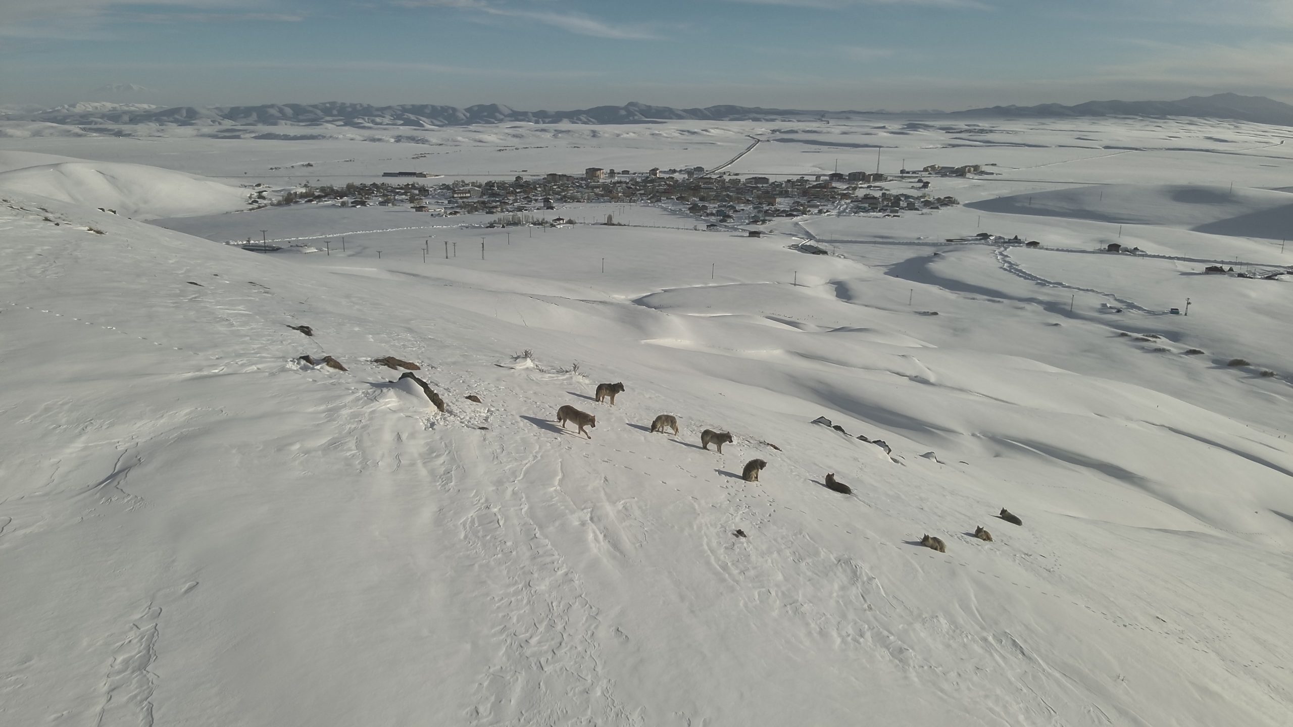 Erzurum Karayazı’da Kurt Sürüsü Görüntülendi