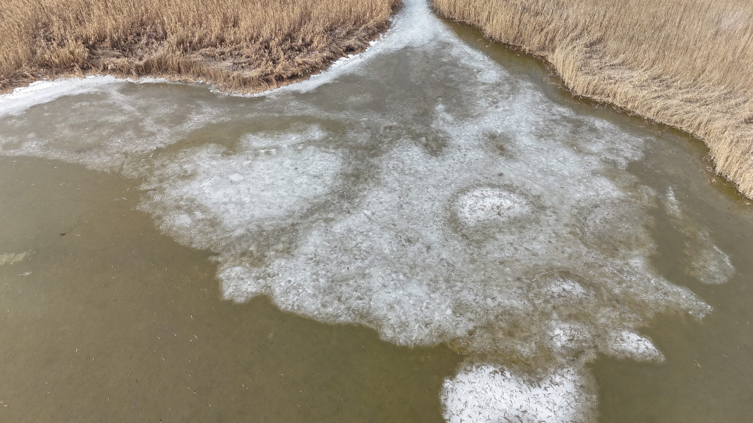 Karasu Sazlığı’nda Buzlar Çözüldü, Yaban Hayatı Canlandı