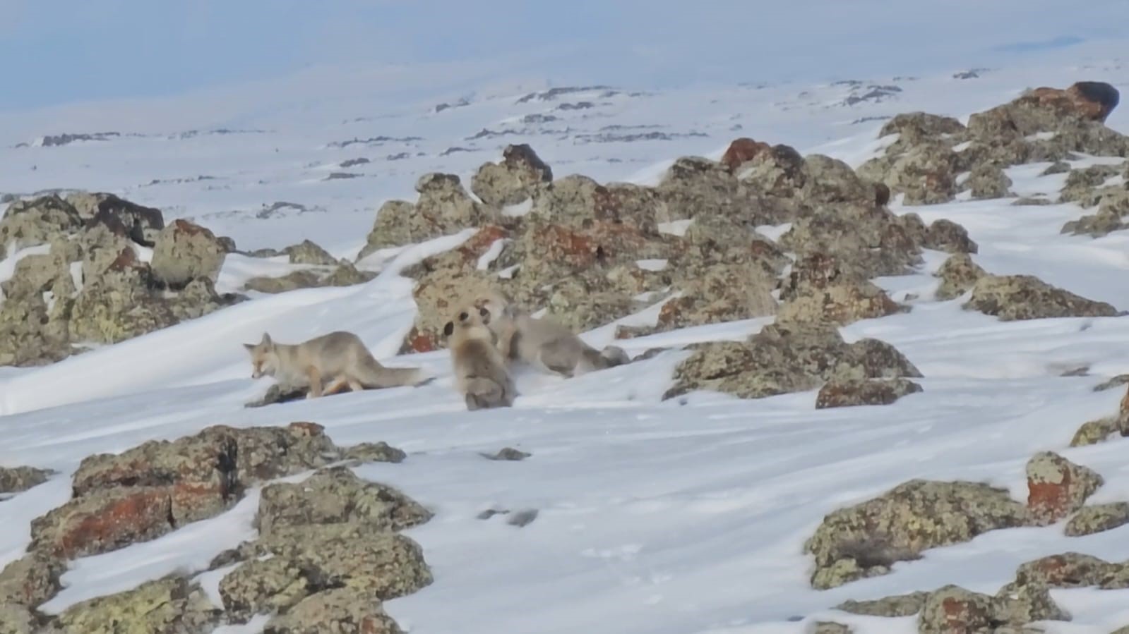 Adilcevaz’da Kış Şartları Yaban Hayatını Zorluyor: Tilkiler Yol Kenarlarında Görülüyor
