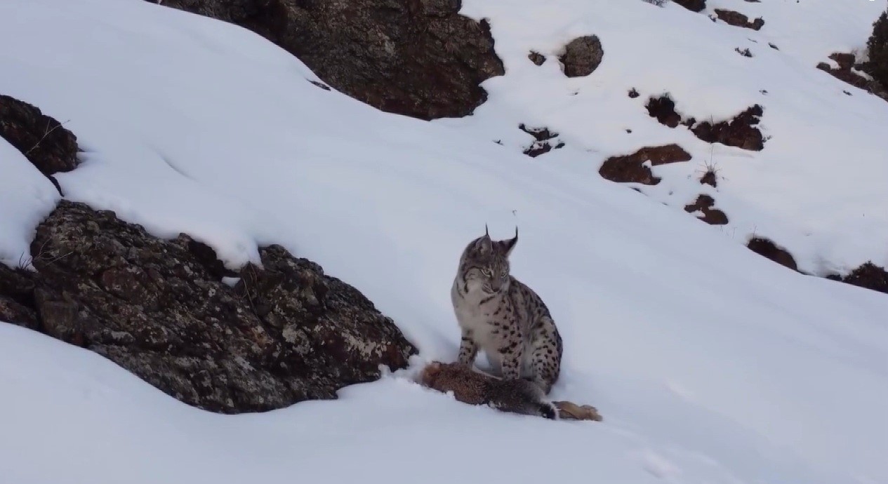 Refahiye’de Nesli Tehlike Altındaki Vaşak Görüntülendi