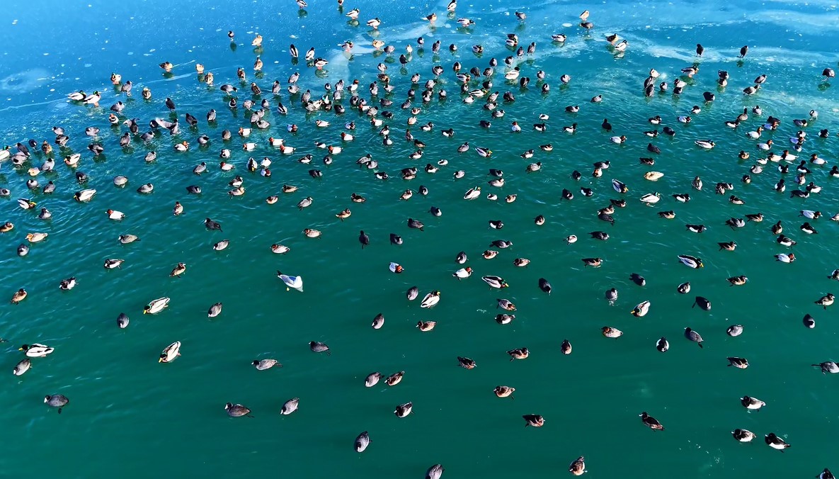 Nazik Gölü’nde ördeklerin oluşturduğu manzara doğaseverleri büyüledi