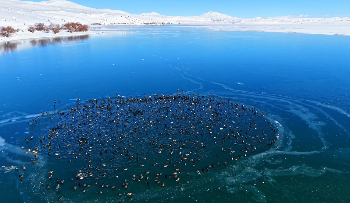 Nazik Gölü’nde ördeklerin oluşturduğu manzara doğaseverleri büyüledi