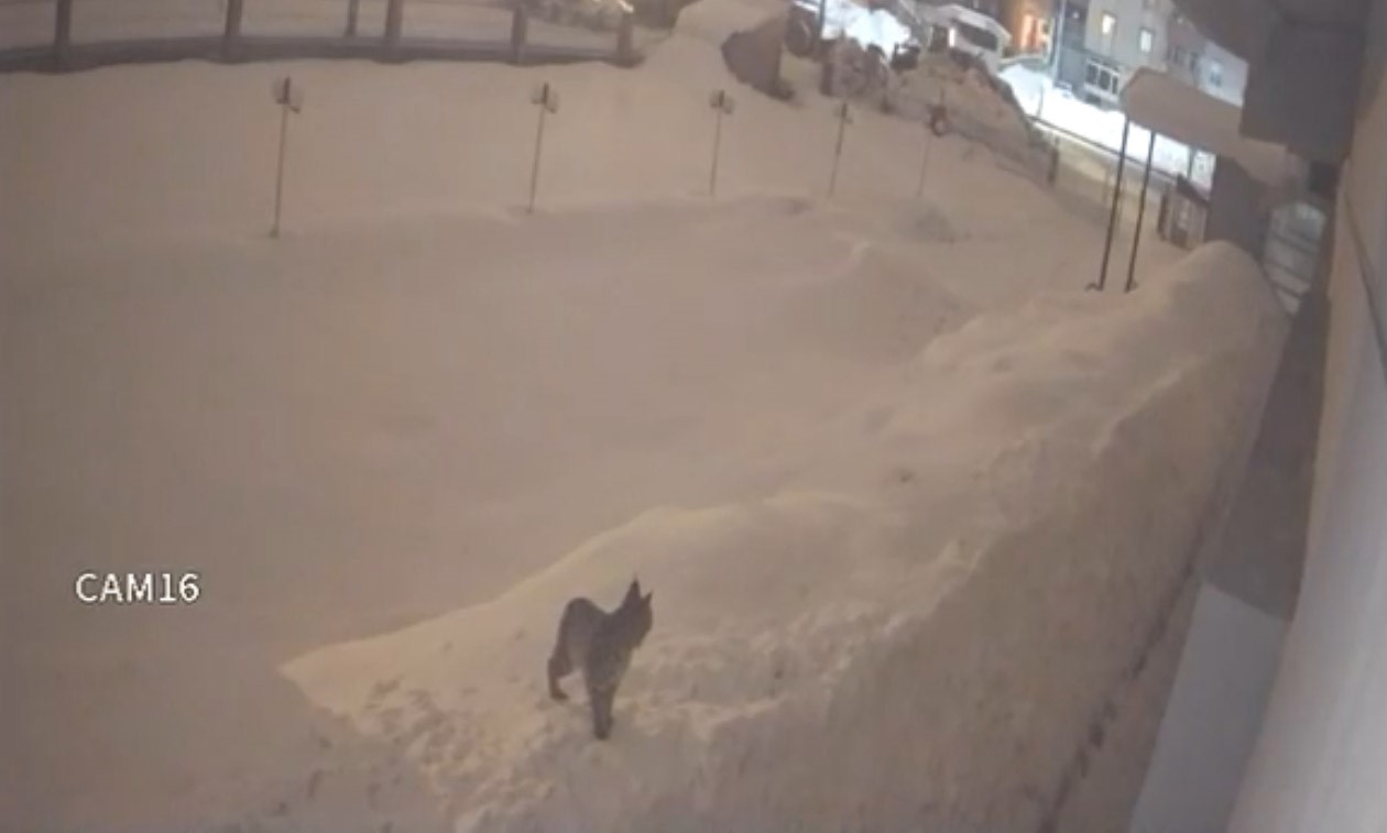 “Sabah Kameraları İzledi, Gördüğü Şeye İnanamadı”