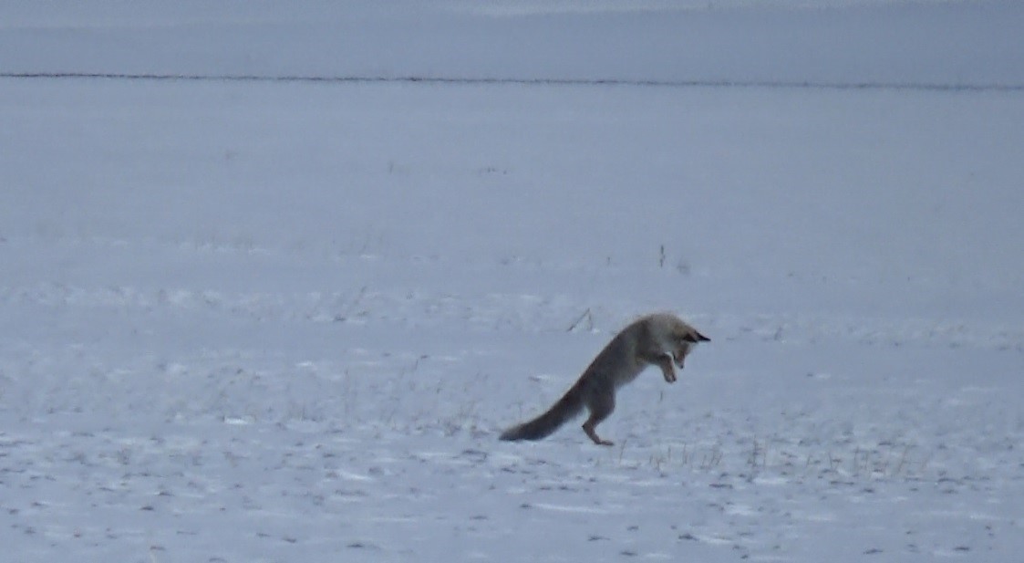 Kars’ta Kızıl Tilkinin Avlanma Anları Kamerada