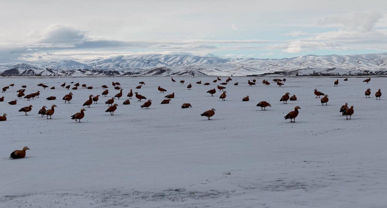 Erzincan Ovası’nda Angut Kuşları Göç Molası Verdi