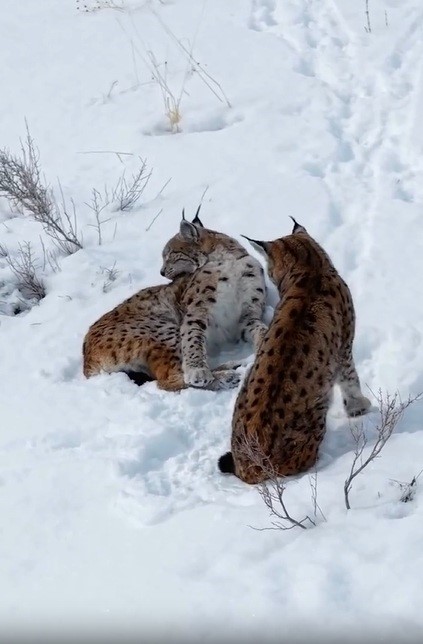 Erzincan’da Nesli Tehlike Altındaki Vaşaklar Görüntülendi