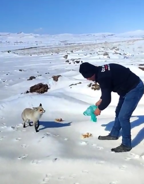 Bitlis’te Madencilerin Dostu Tilki: Kışın Yiyecek Bulamayan Tilkiyi İşçiler Besliyor