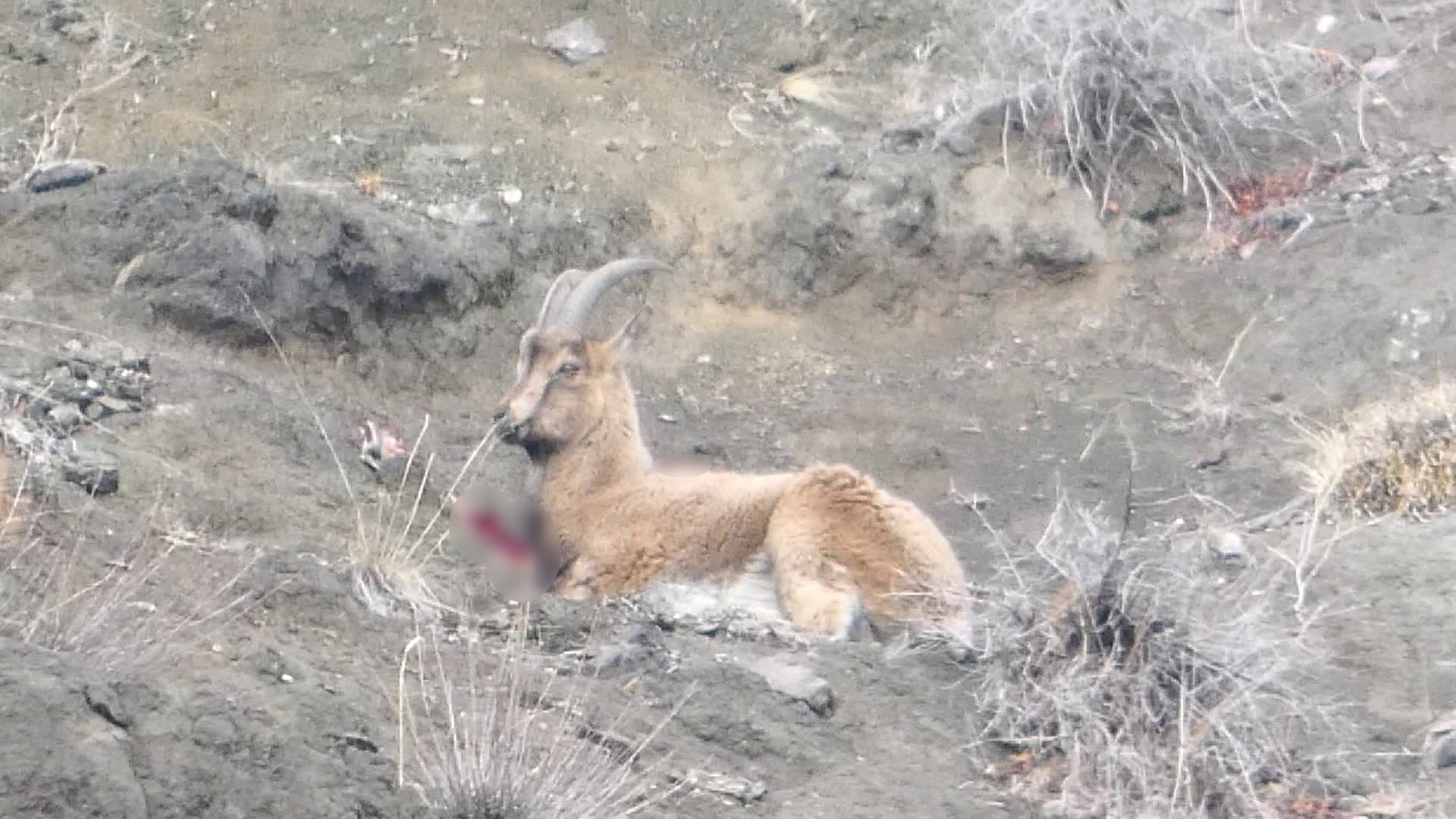 Erzurum’da Kaçak Avcıların Vurduğu Yaban Keçisi Koruma Altına Alındı