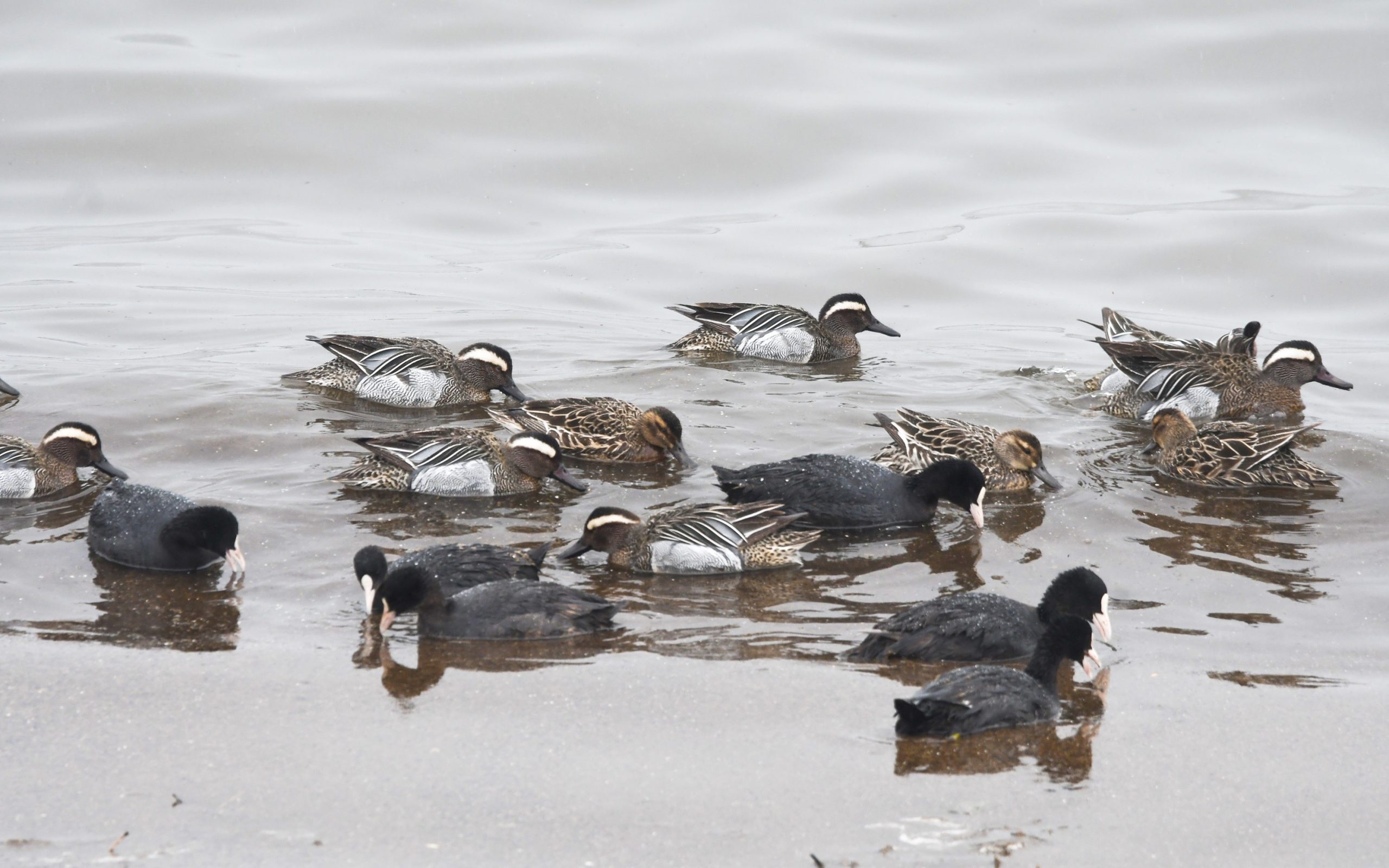 Bitlis Tatvan’da Van Gölü Kıyılarında Çıkrıkçın Ördekleri Görüntülendi