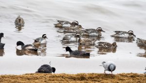 Bitlis Tatvan’da Van Gölü Kıyılarında Çıkrıkçın Ördekleri Görüntülendi