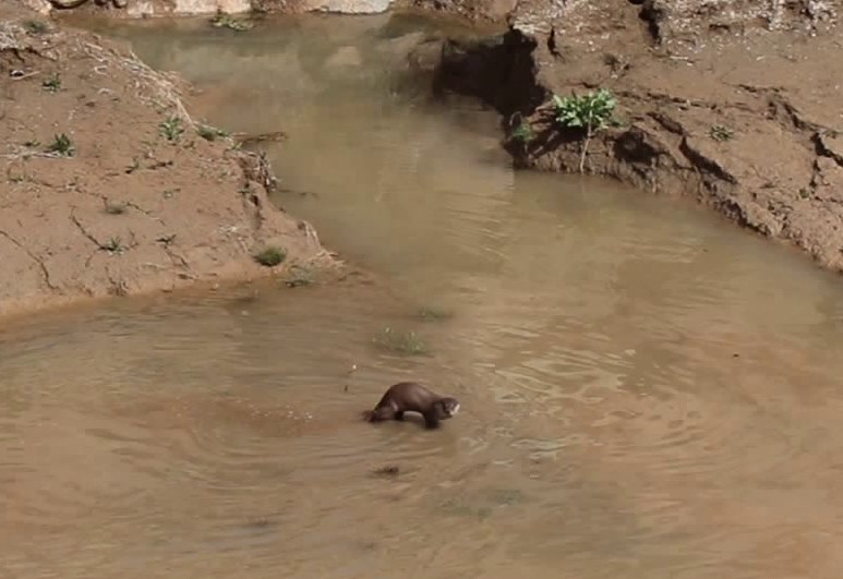 Erzurum’da Nadir Görülen Su Samuru Oltu Çayı’nda Balık Avlarken Kamerada