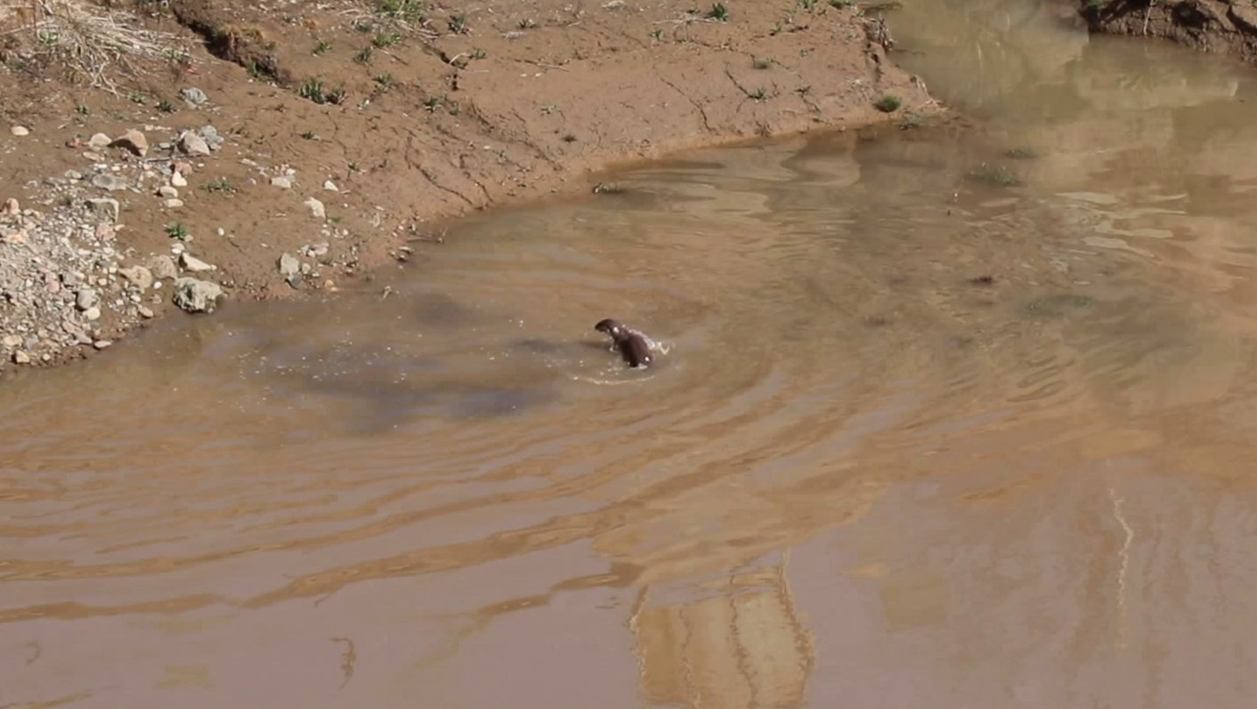 Erzurum’da Nadir Görülen Su Samuru Oltu Çayı’nda Balık Avlarken Kamerada