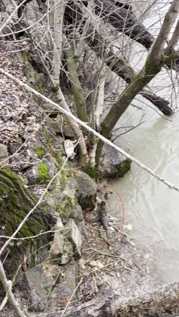 Tunceli’de Su Samuru ile Kedi Saklambaç Oynarken Kameraya Yansıdı