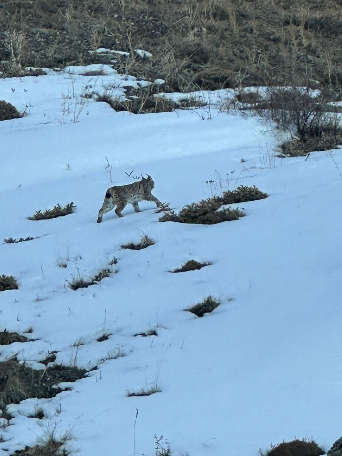 Tekman’da Nadir Görüntü: Vaşak Böyle Kaydedildi