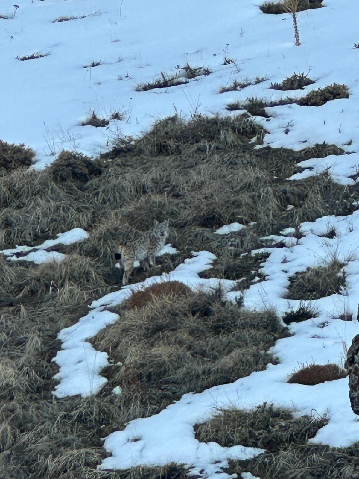Tekman’da Nadir Görüntü: Vaşak Böyle Kaydedildi