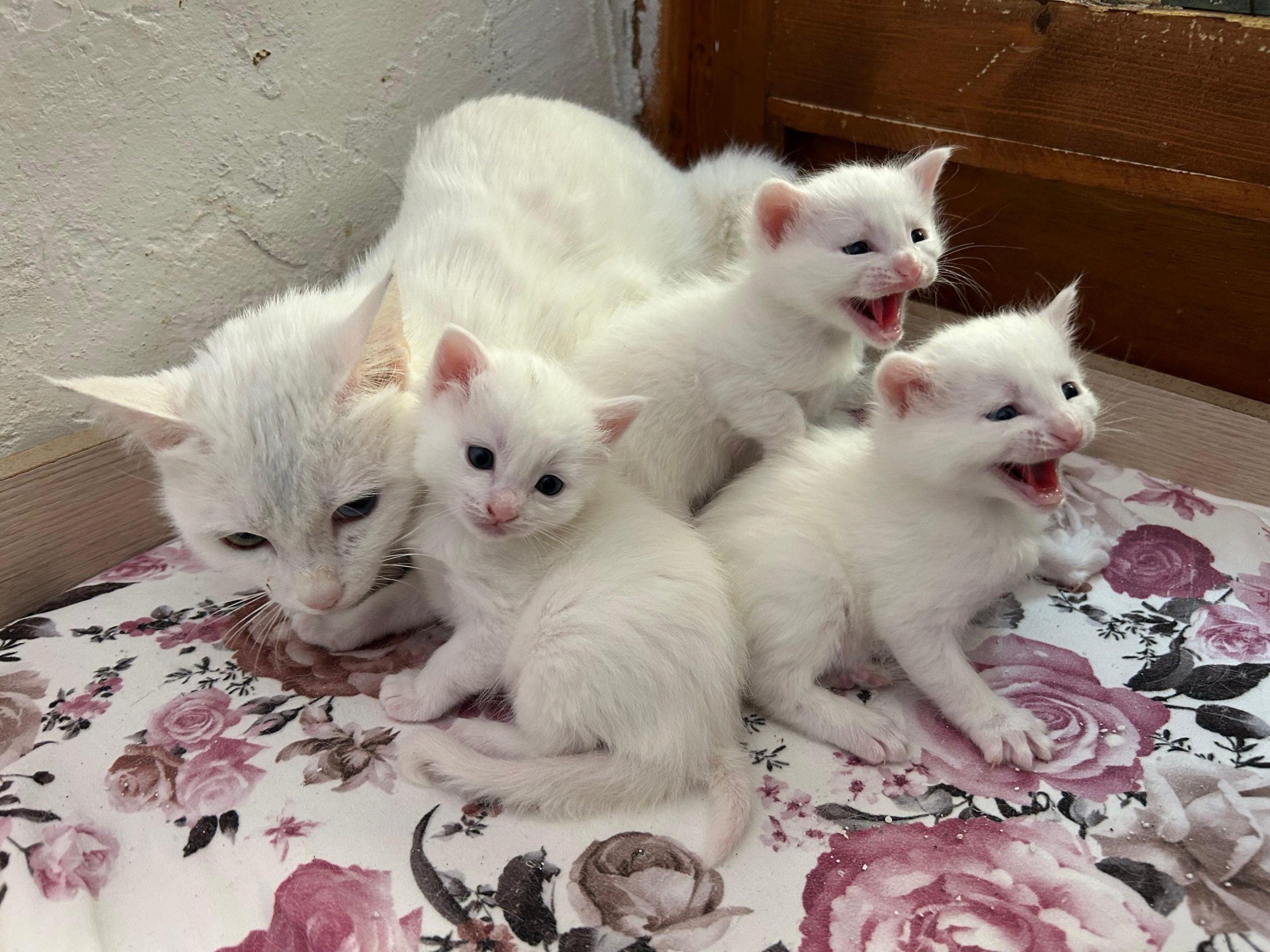 Van YYÜ Van Kedisi Araştırma Merkezi’nde 2026’nın İlk Yavruları Dünyaya Geldi