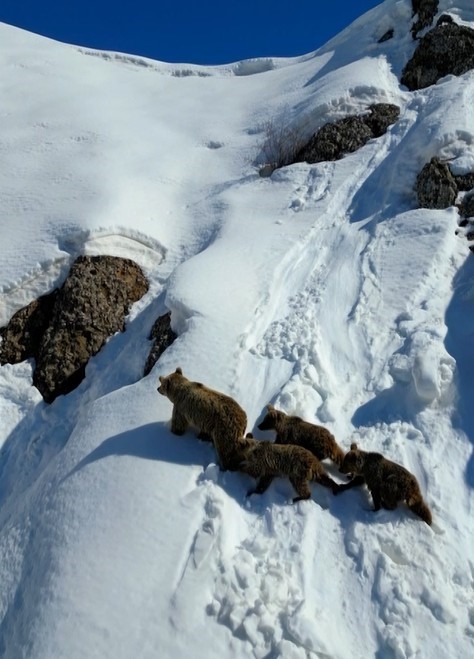 Bingöl’de Anne Ayı ve Yavruları Kış Uykusundan Çıkarken Görüntülendi