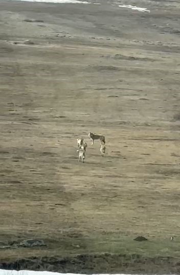 Ardahan’da Aç Kalan Kurtlar Sürü Halinde Görüntülendi