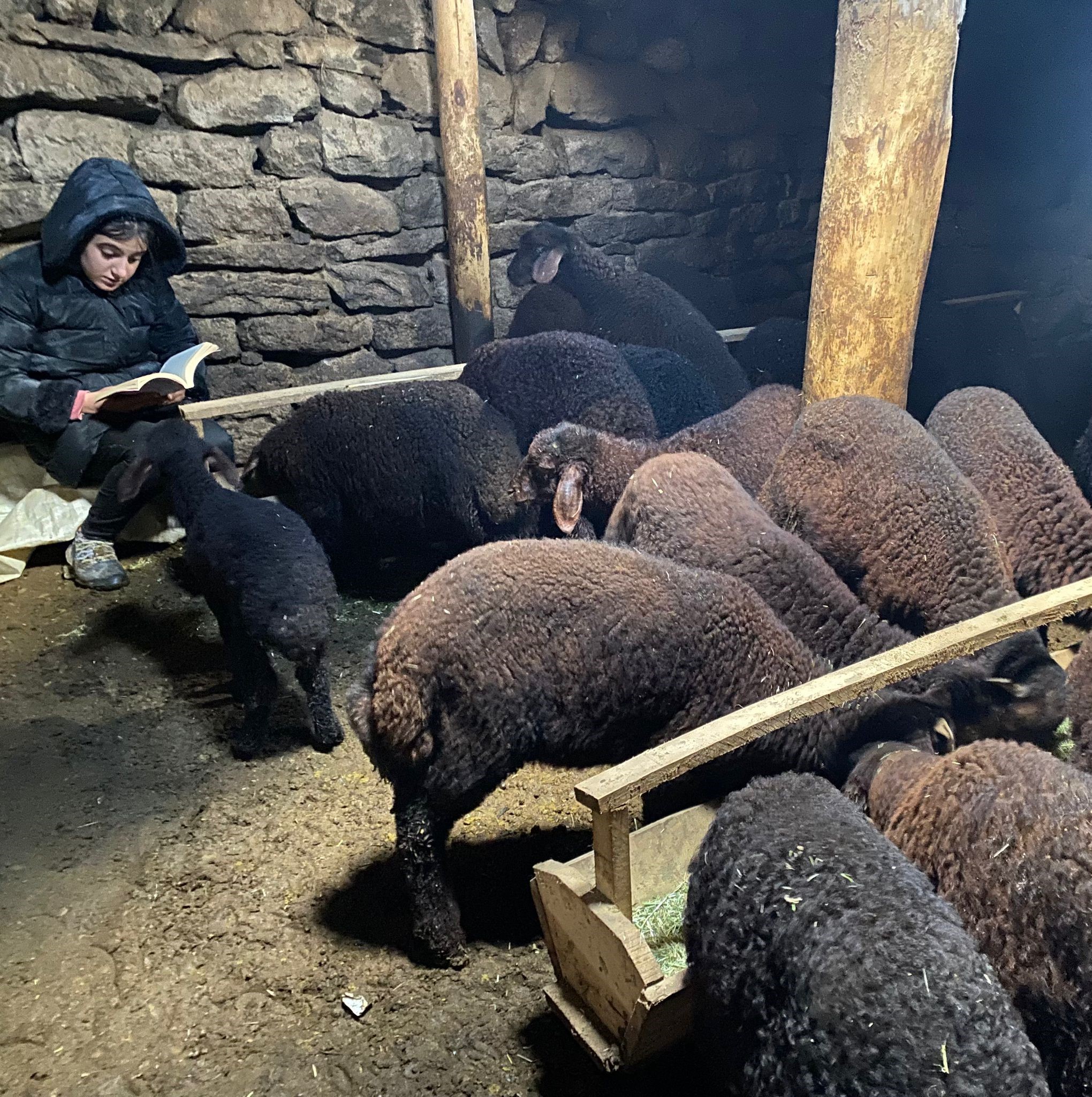 Patnos’ta örnek azim: Gündüz hayvanlara bakıyor, akşam ders çalışıyor
