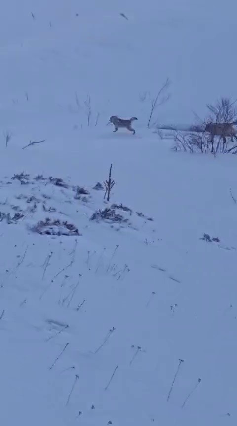 Erzurum’da Kurt Saldırısı Kangal Köpekleri Sayesinde Ön­lendi