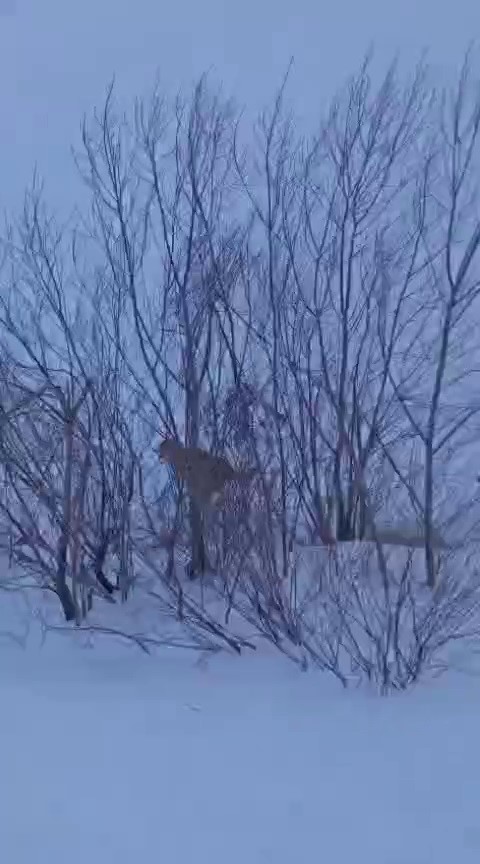 Erzurum’da Kurt Saldırısı Kangal Köpekleri Sayesinde Ön­lendi